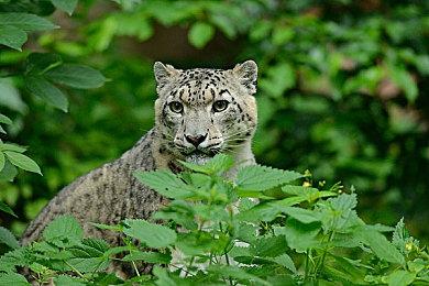 造桥鬼才第三代 《桥梁建筑师3》5月31日Steam发售